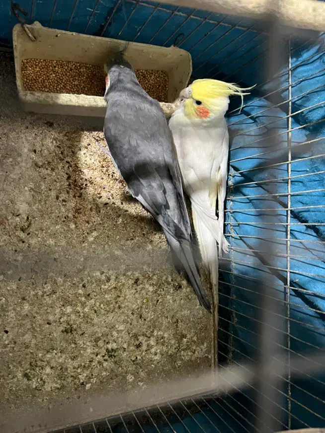 عروس هلندی|پرنده|خلخال, |دیوار