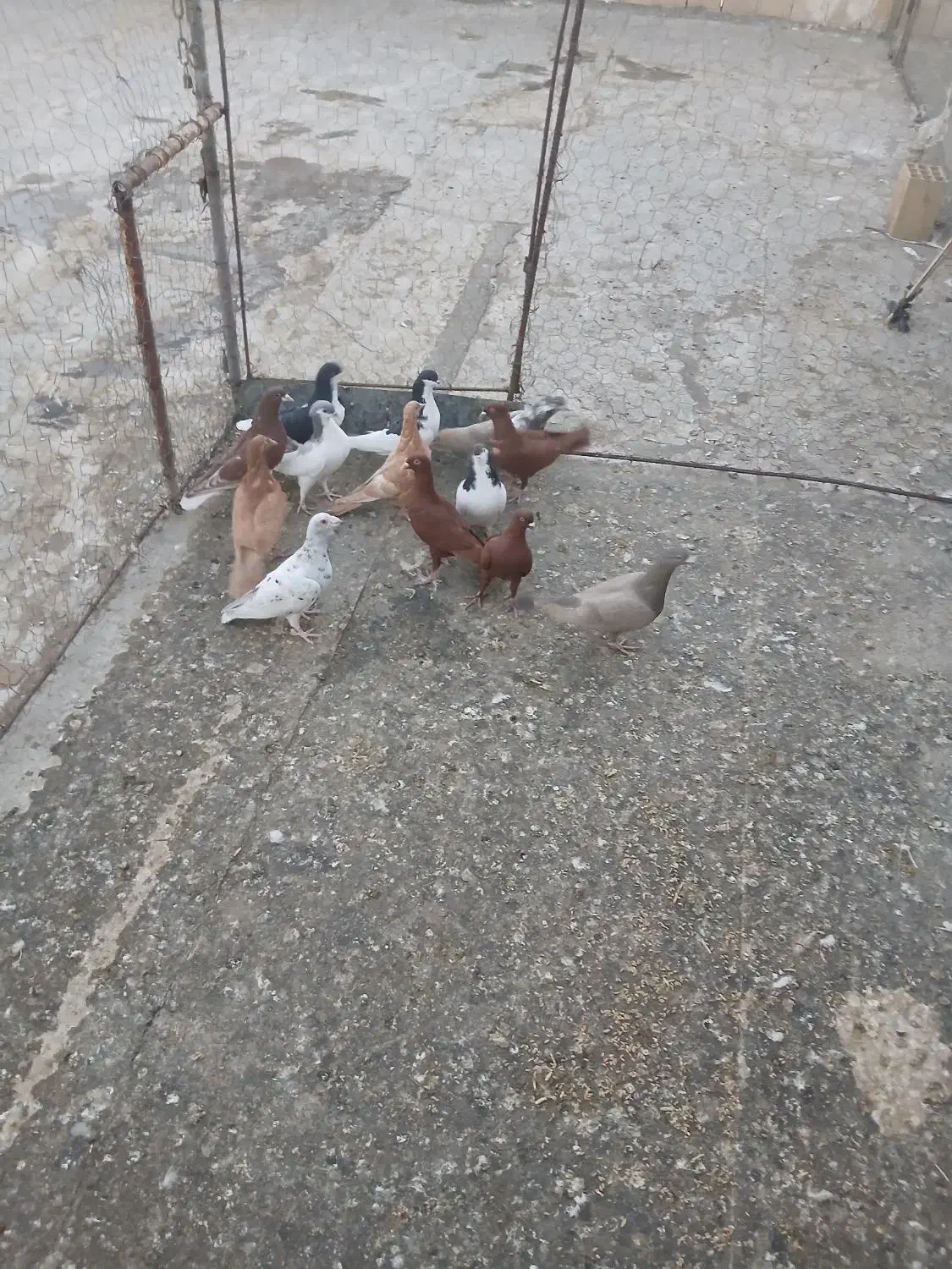 کبوتر|پرنده|تاکستان, |دیوار