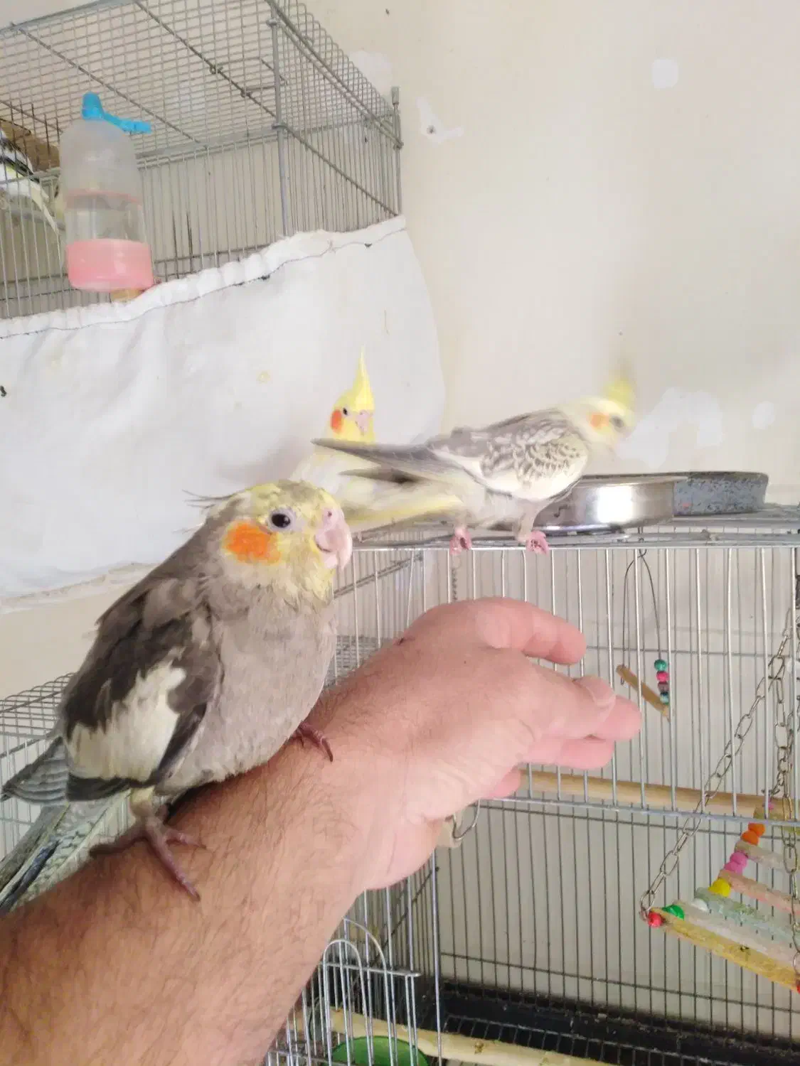 کوتوله یک جفت هلندی تازه دون خور|پرنده|تهران, شهرک امید|دیوار