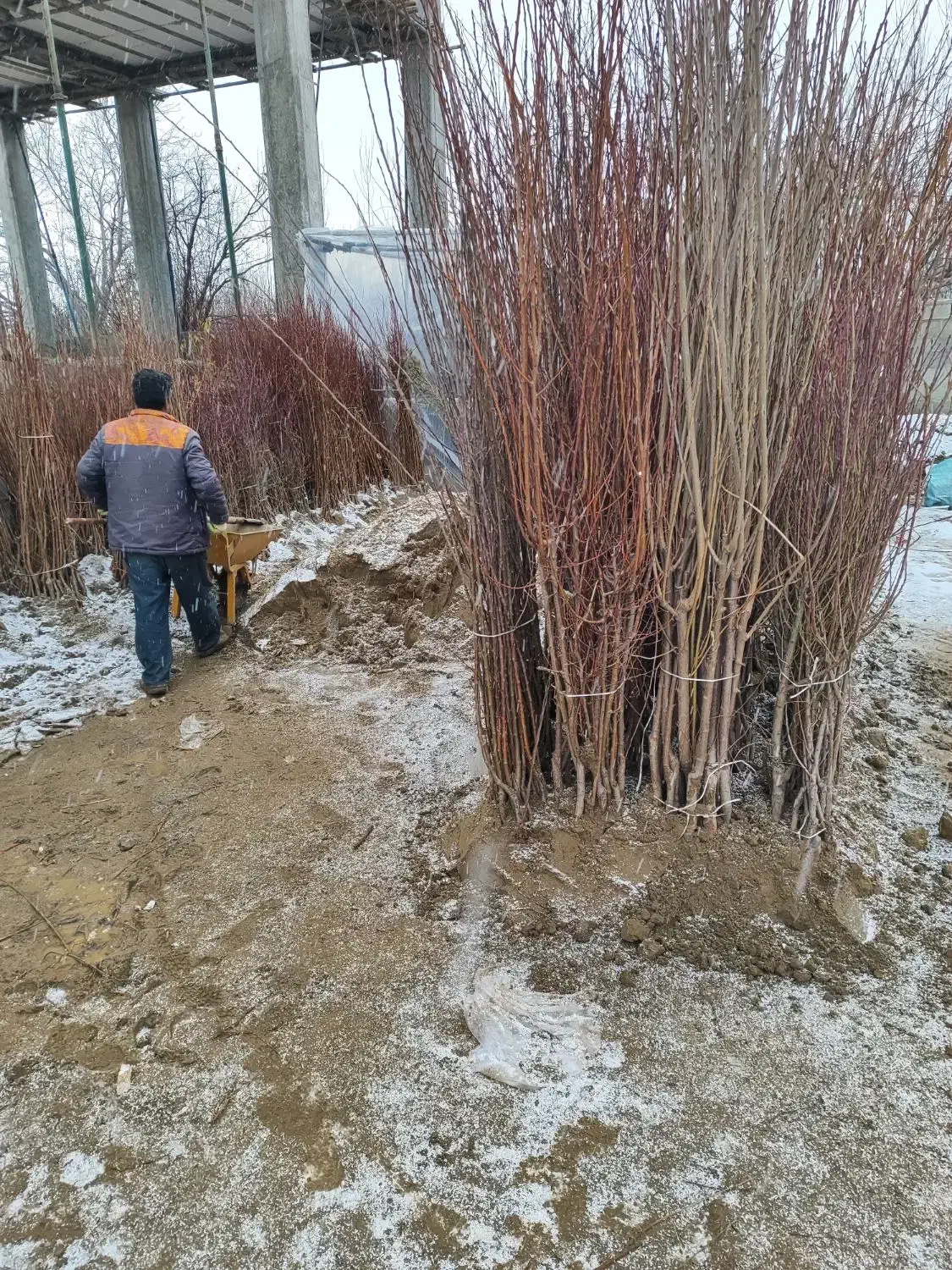 انواع نهال میوه|خدمات باغبانی و درختکاری|تهران, منیریه|دیوار