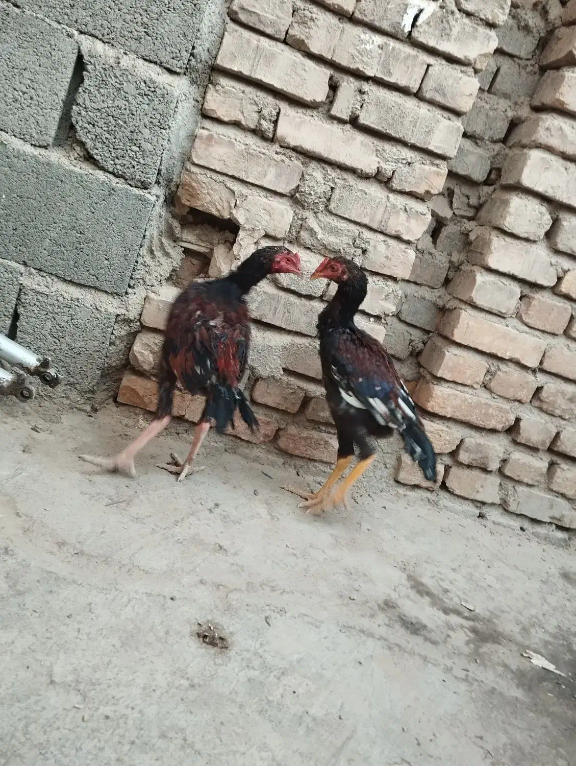 خروس سندی اصیل|خوردنی و آشامیدنی|سیب و سوران, |دیوار