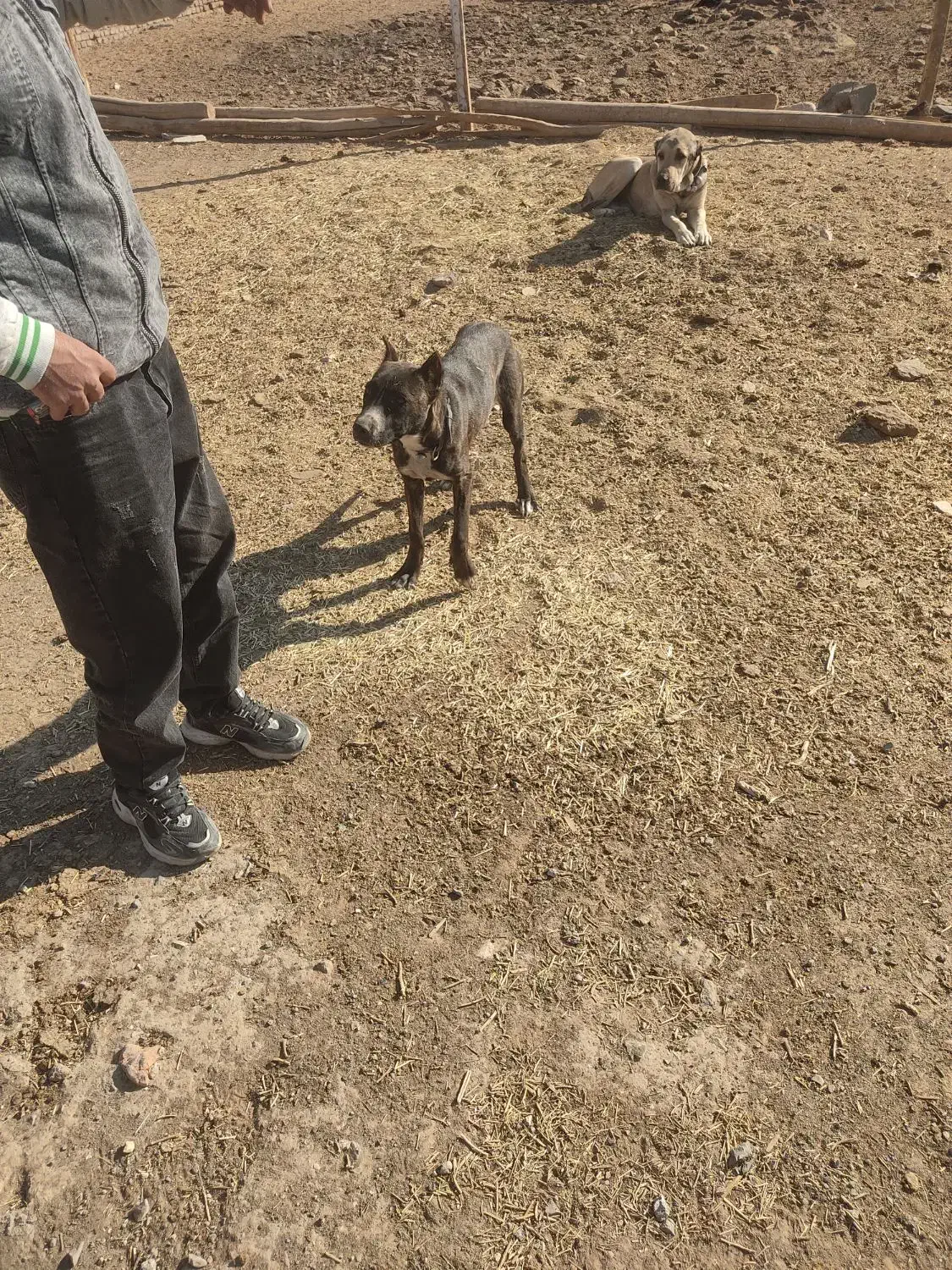 توله کنکرسو|سگ|سبزوار, غرب نیروگاه|دیوار