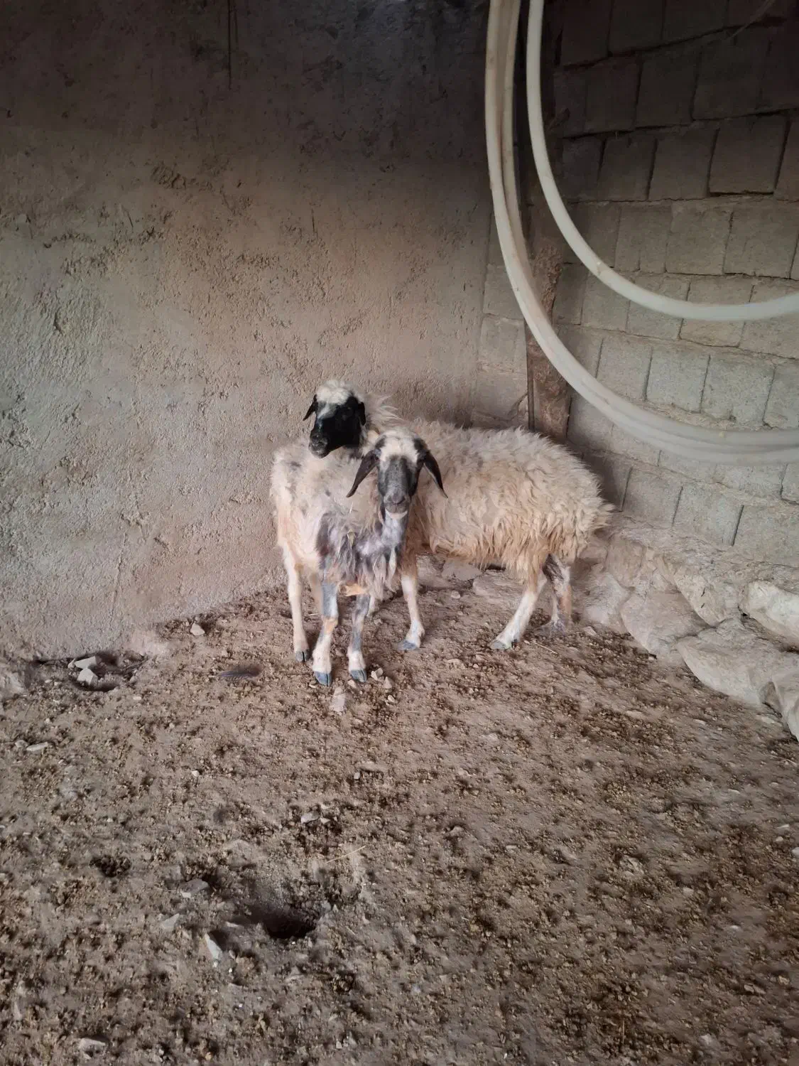 دو راس گوسفند جوان|حیوانات مزرعه|بولی, |دیوار