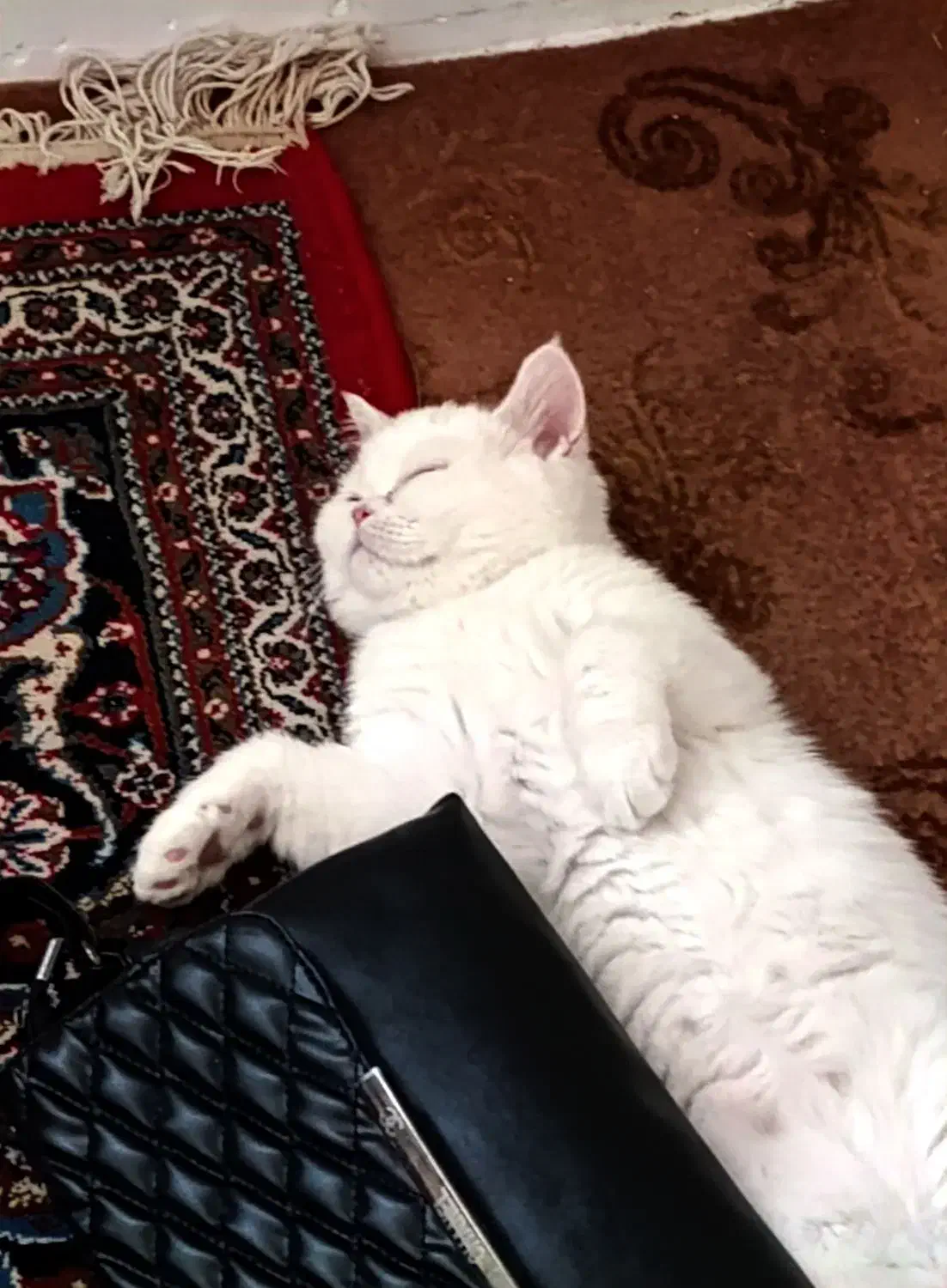 گربه نر جهت جفتگیری|گربه|بیرجند, |دیوار