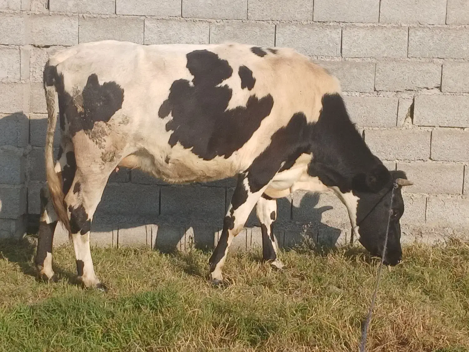 گاو هلشتاین وگوساله نر|حیوانات مزرعه|لولمان, |دیوار