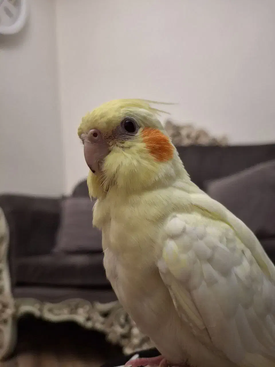 عروس هلندی گم شده|حیوانات|تهران, گمرک|دیوار