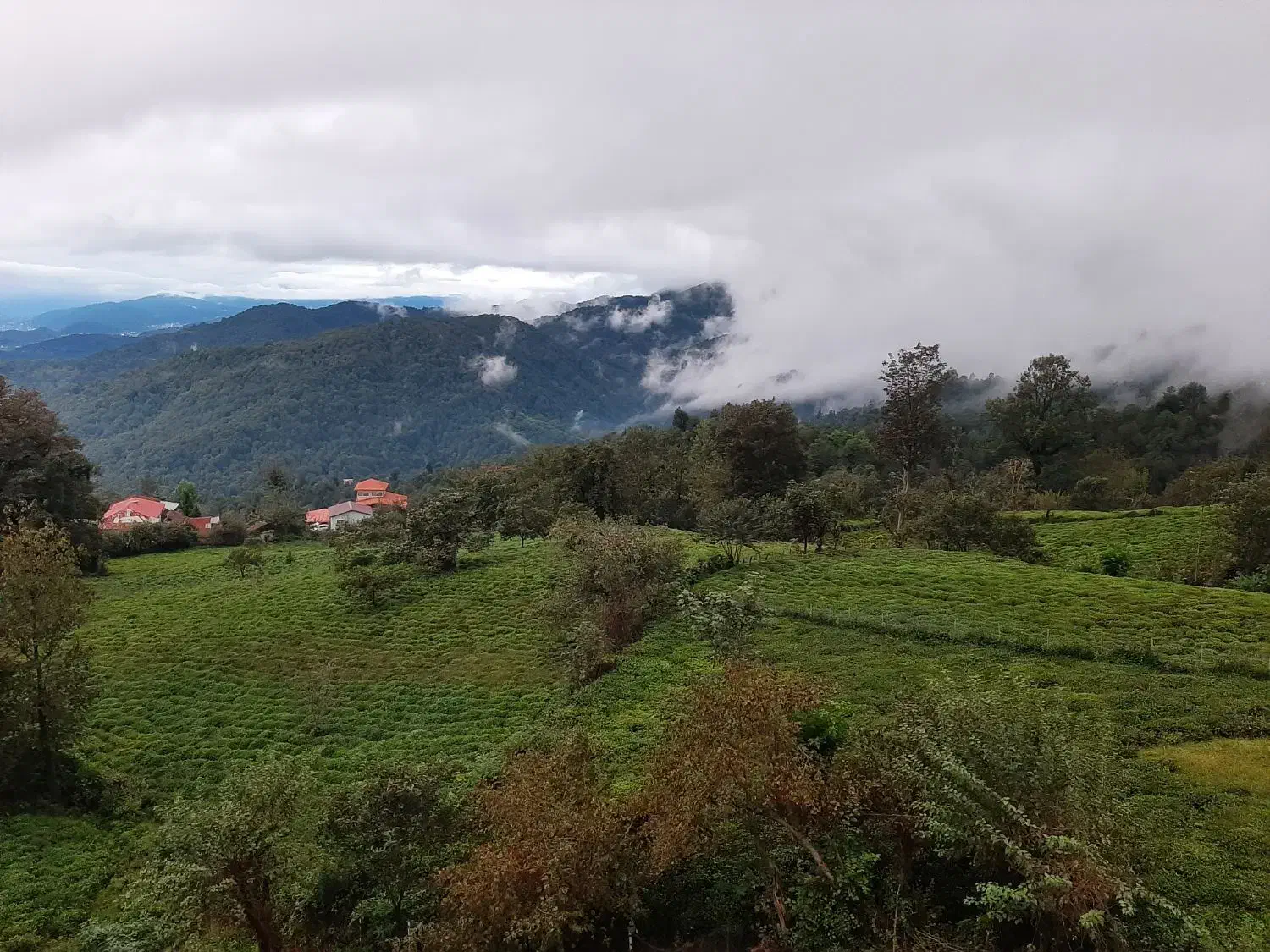 چای دست‌چین ارگانیک(بالابند)از قلب کوهستان شمال|خوردنی و آشامیدنی|تنکابن, |دیوار