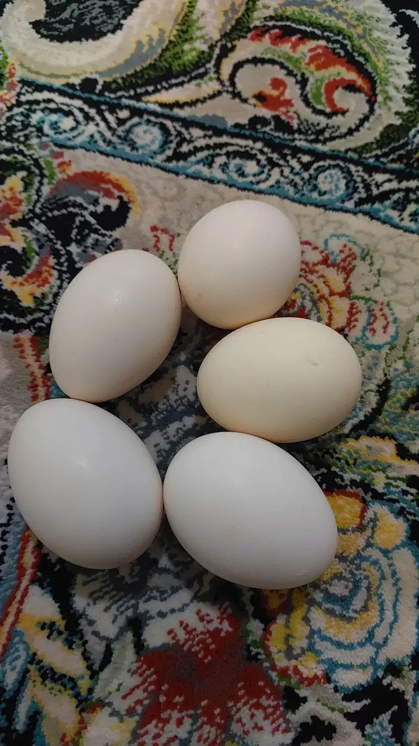 فروش تخم مرغ گلین|حیوانات مزرعه|بروجرد, |دیوار