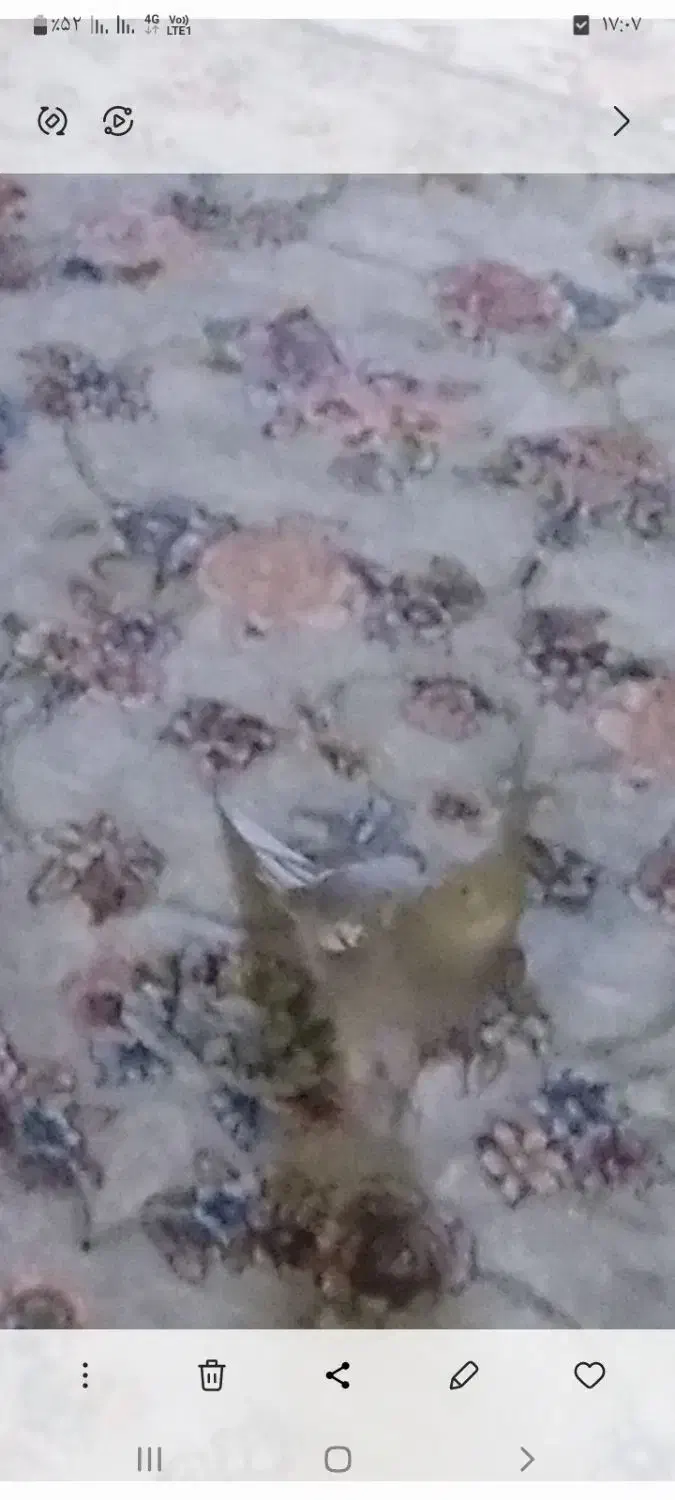 عروس هلندی گمشده|حیوانات|کرمانشاه, |دیوار