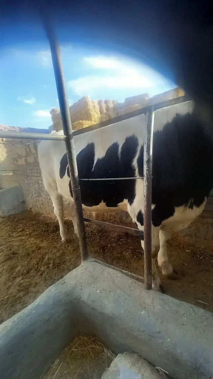 گوساله قسابی|حیوانات مزرعه|اسفراین, |دیوار