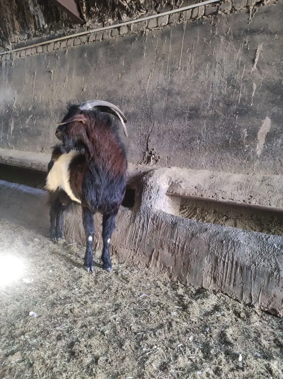 دوبور یا نربز و بره|حیوانات مزرعه|قم, پردیسان|دیوار