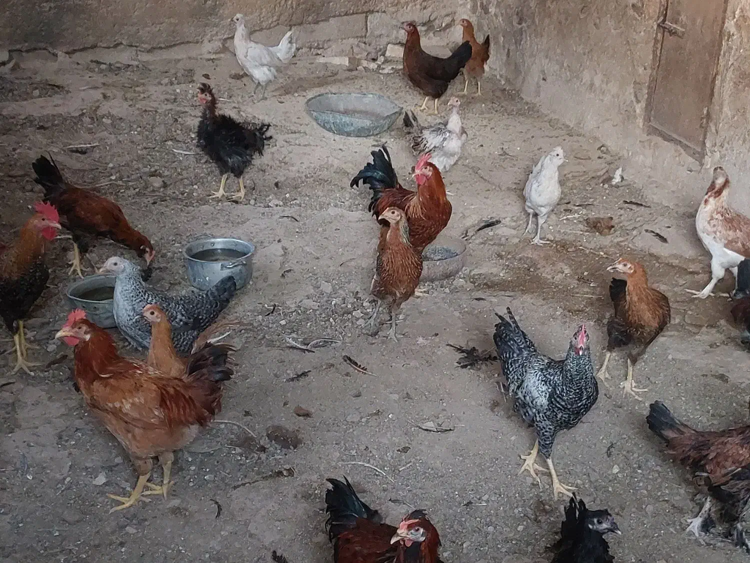 جوجه خروس و جوجه باری محلی|حیوانات مزرعه|کازرون, |دیوار