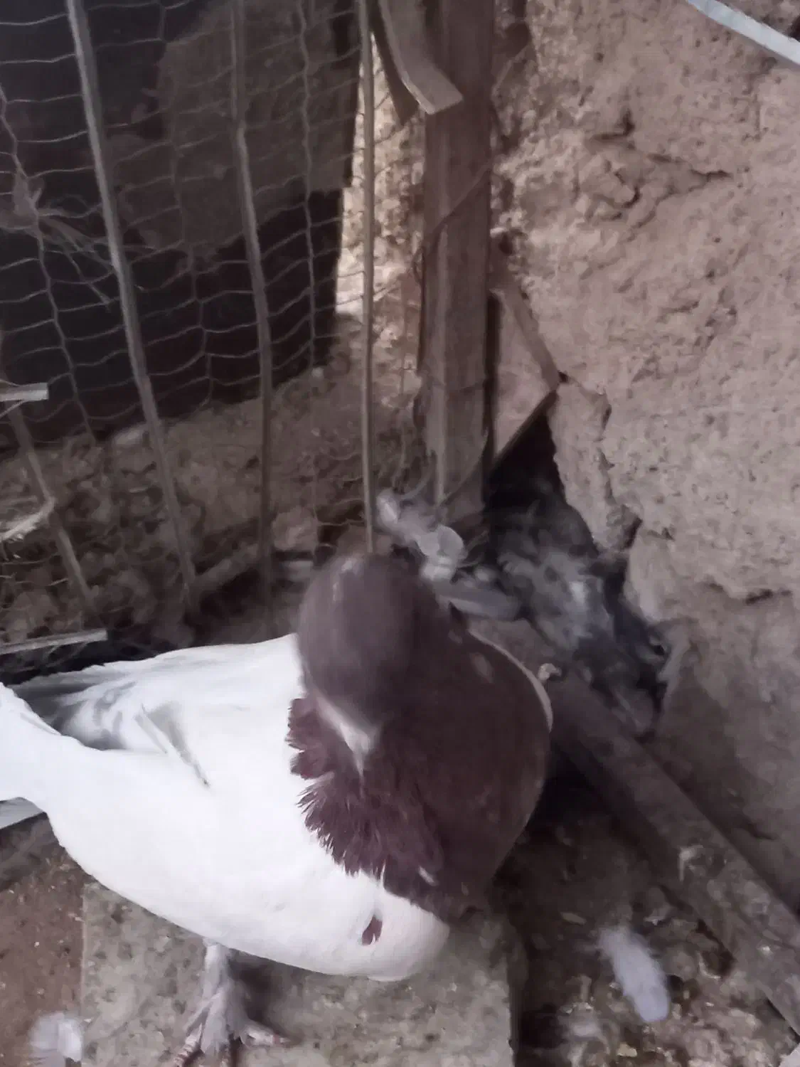 کبوتر سر سورخ|پرنده|زرند, |دیوار