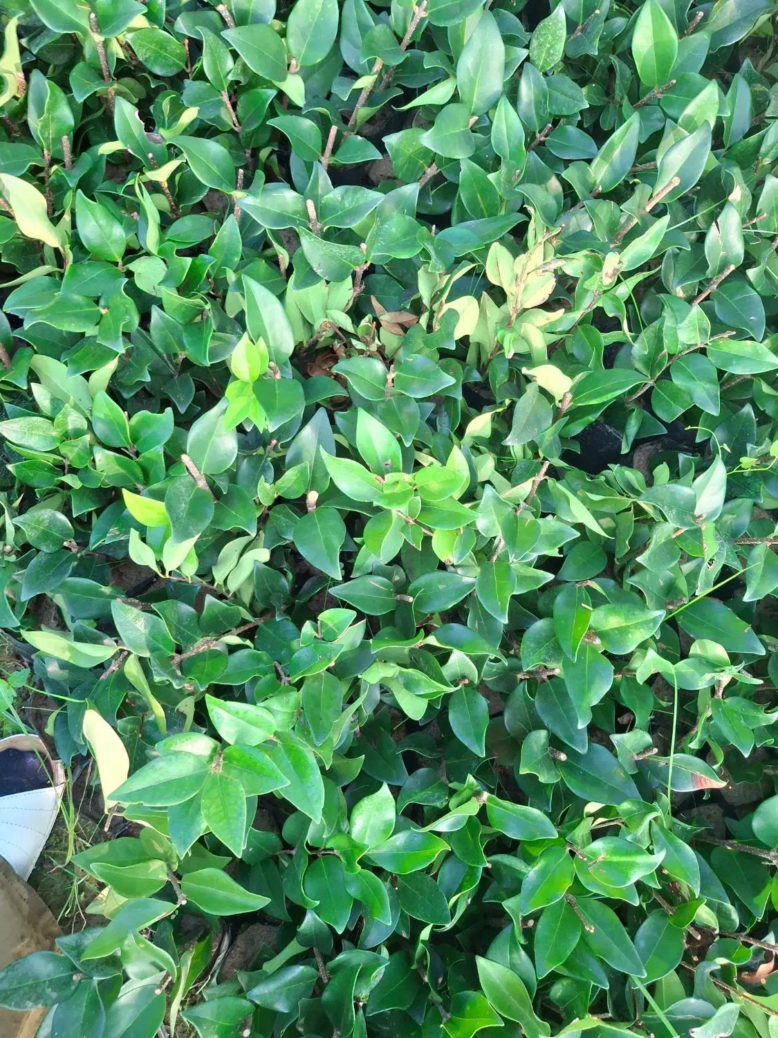 یاس نایلکسی|خدمات باغبانی و درختکاری|کلاچای, |دیوار