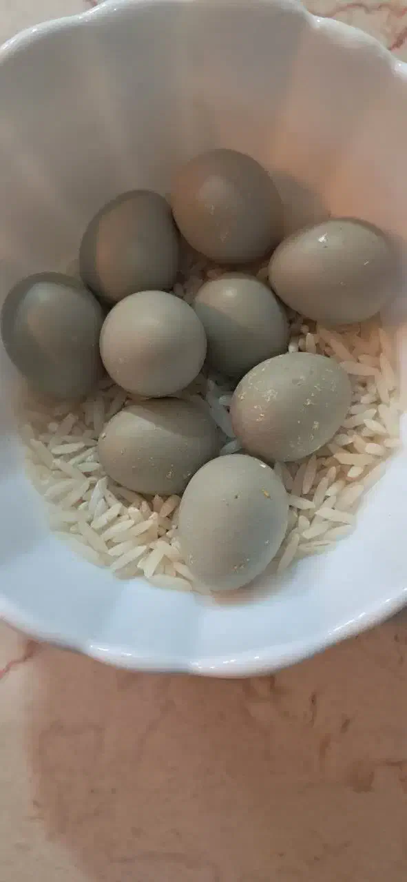 جوجه ایام سمانی بلدرچین مینیاتوری تخم نطفه دار|حیوانات مزرعه|یزد, |دیوار