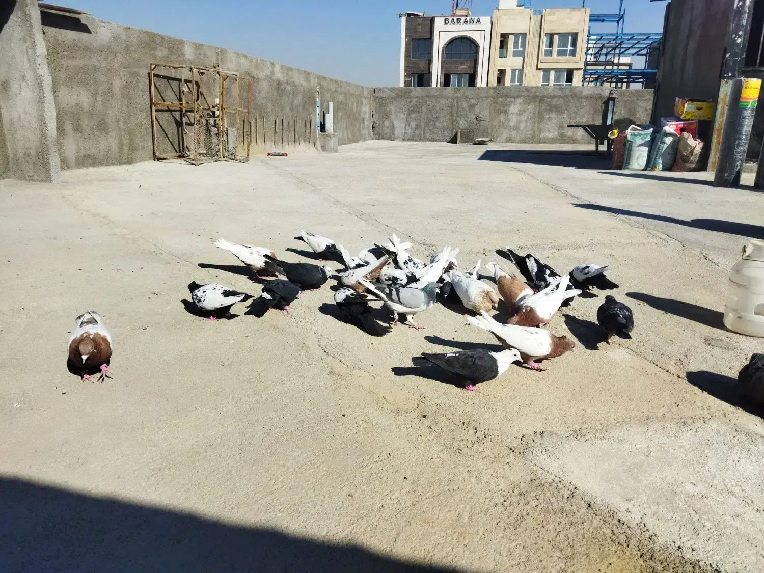 سلام تعدادی کله سینه فروشی 4تا مادبقیه نر|پرنده|مشهد, امیریه|دیوار