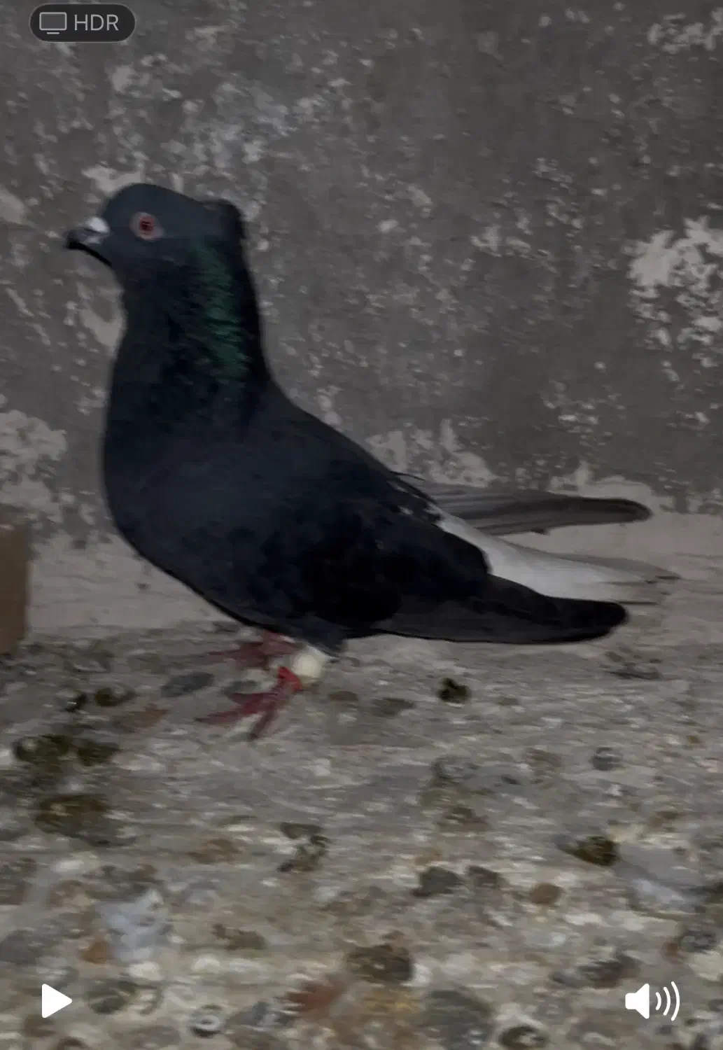 دم سفید نرمس|پرنده|بشاریات, |دیوار