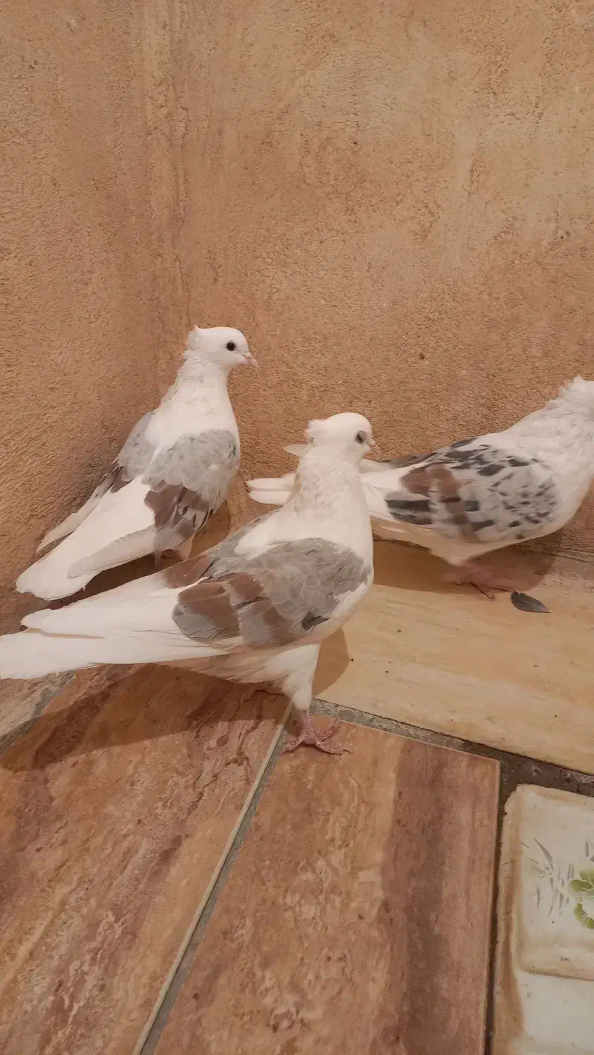 گرده دار|پرنده|چگنی, |دیوار