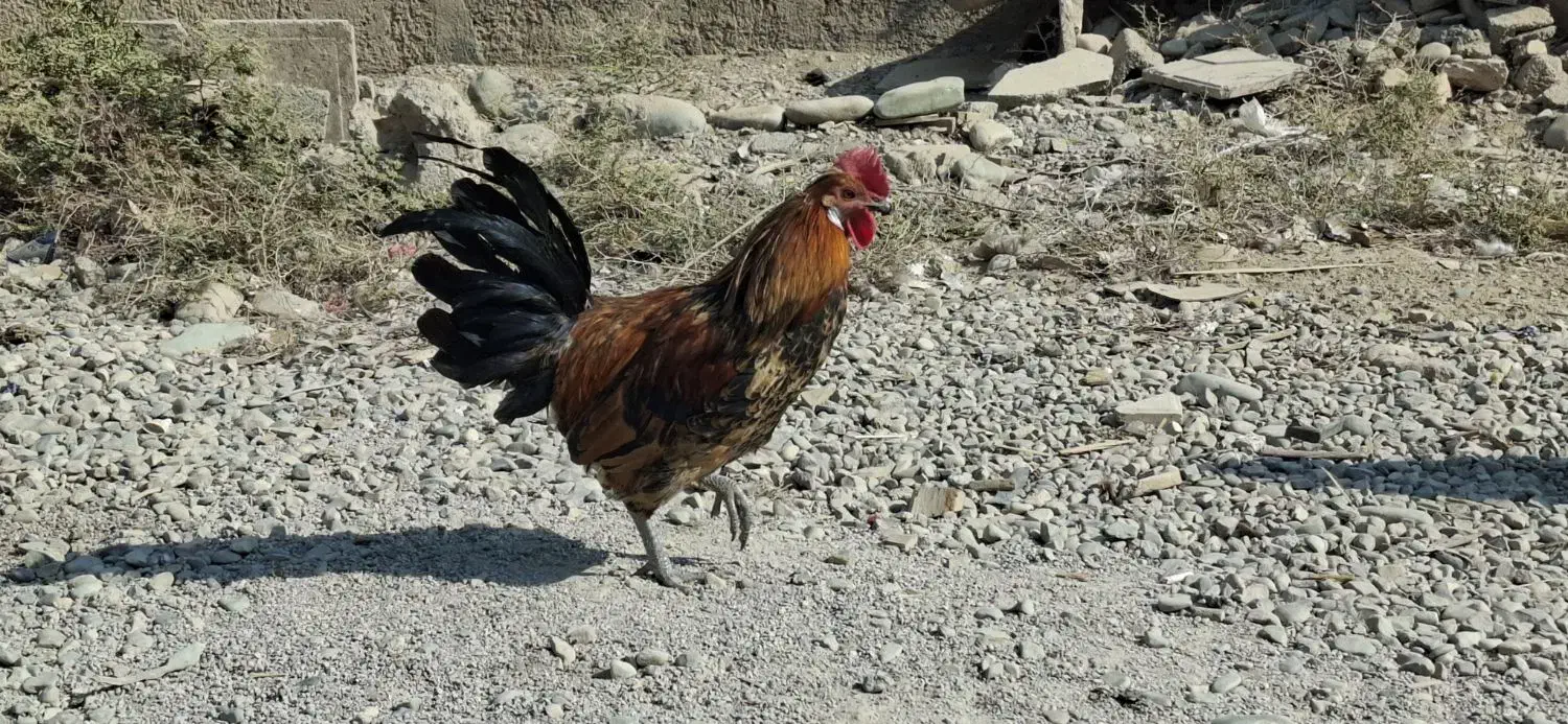 سه عدد خروس مینیاتوری|حیوانات مزرعه|پاکدشت, پاکدشت (مامازند)|دیوار