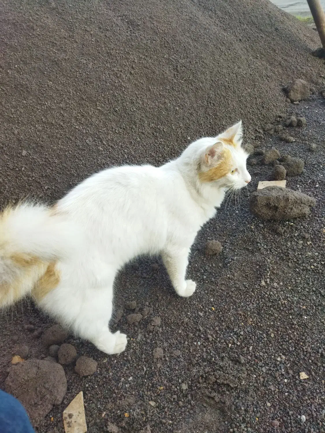 گربه خونگی|گربه|بندر انزلی, نیمه شعبان|دیوار