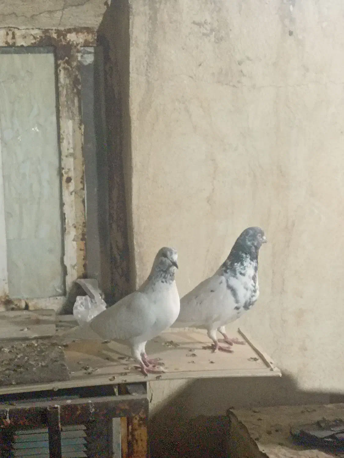 کبوتر شیخی|پرنده|اهواز, امانیه|دیوار