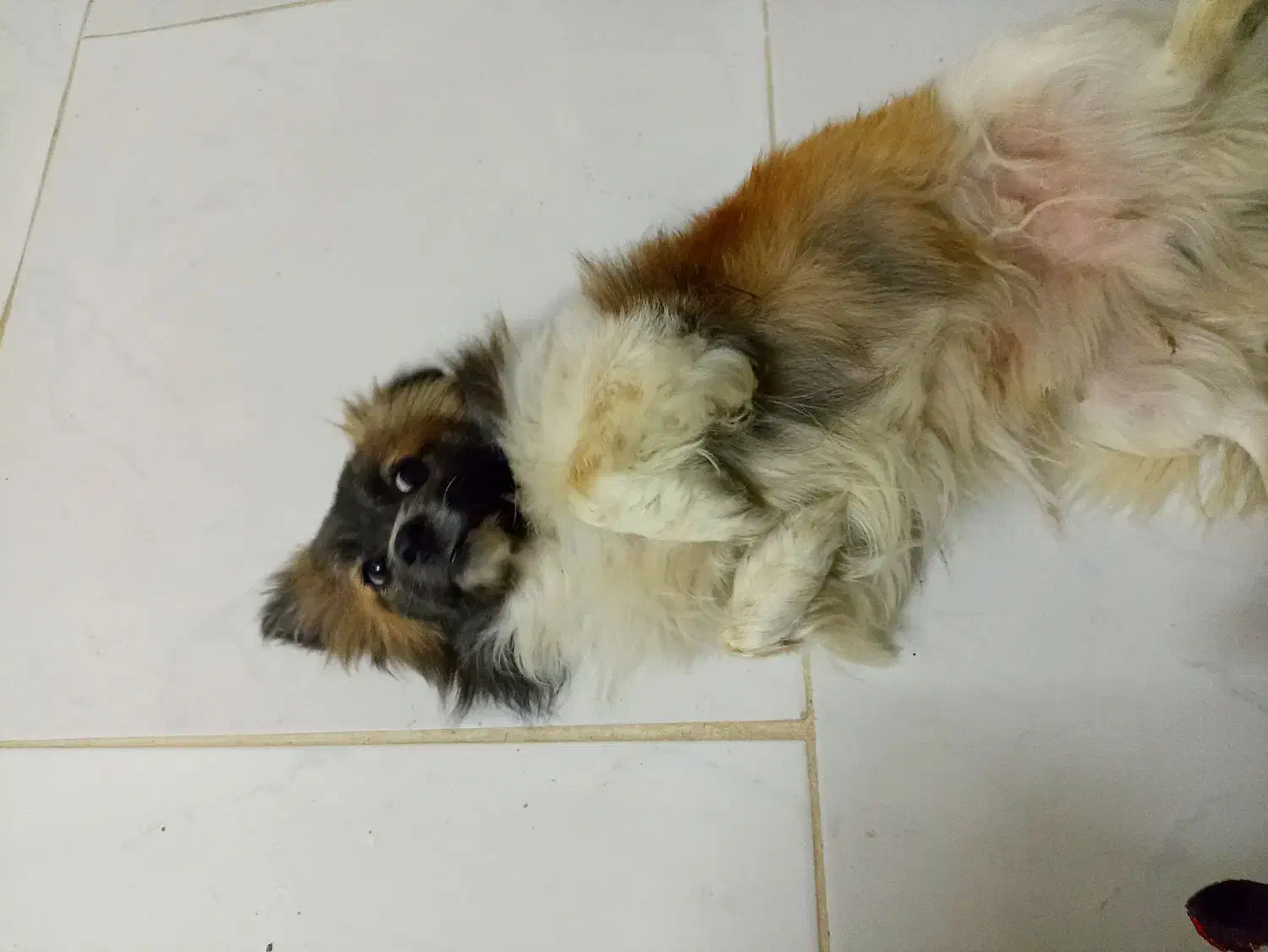 سگ پا کوتاه|سگ|مشهد, همت آباد|دیوار