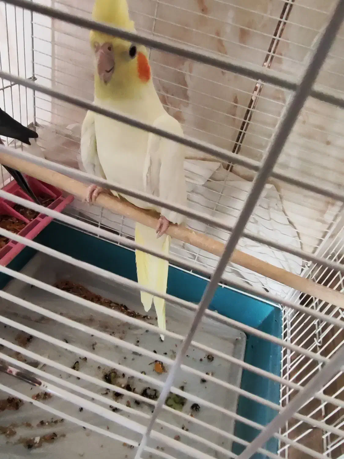 عروس هلندی|پرنده|خمینیشهر, |دیوار