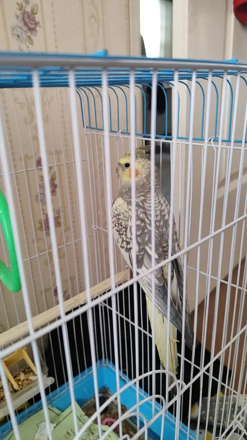 عروس|پرنده|قم, شهرک امام حسن|دیوار