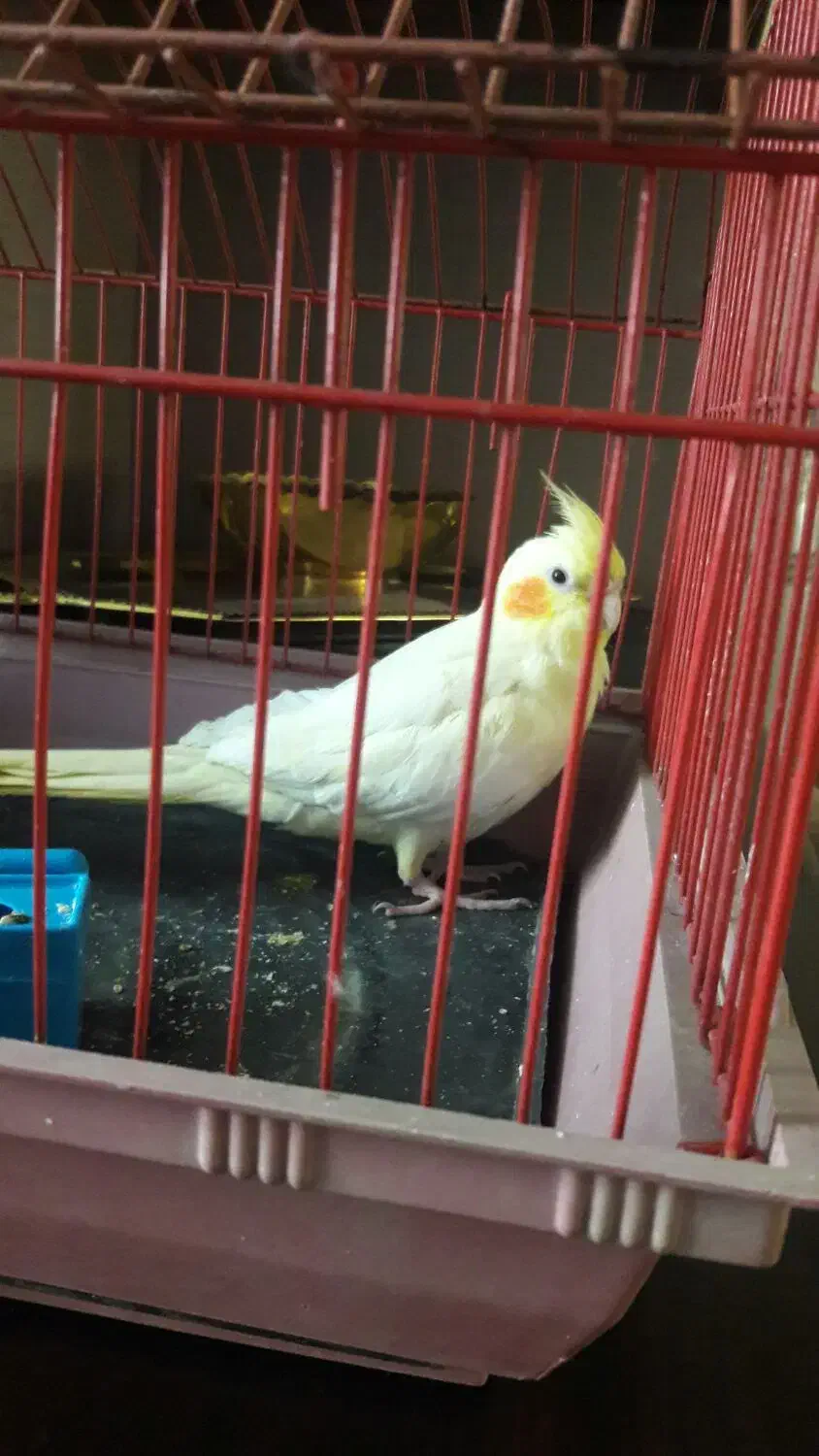 عروس هلندی|پرنده|خمین, |دیوار