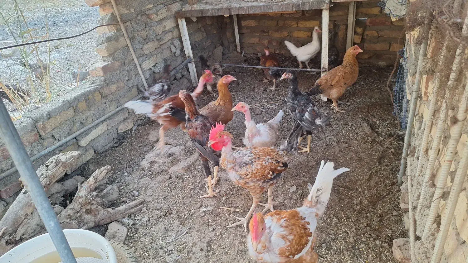 مرغ و خروس|حیوانات مزرعه|زابل, |دیوار