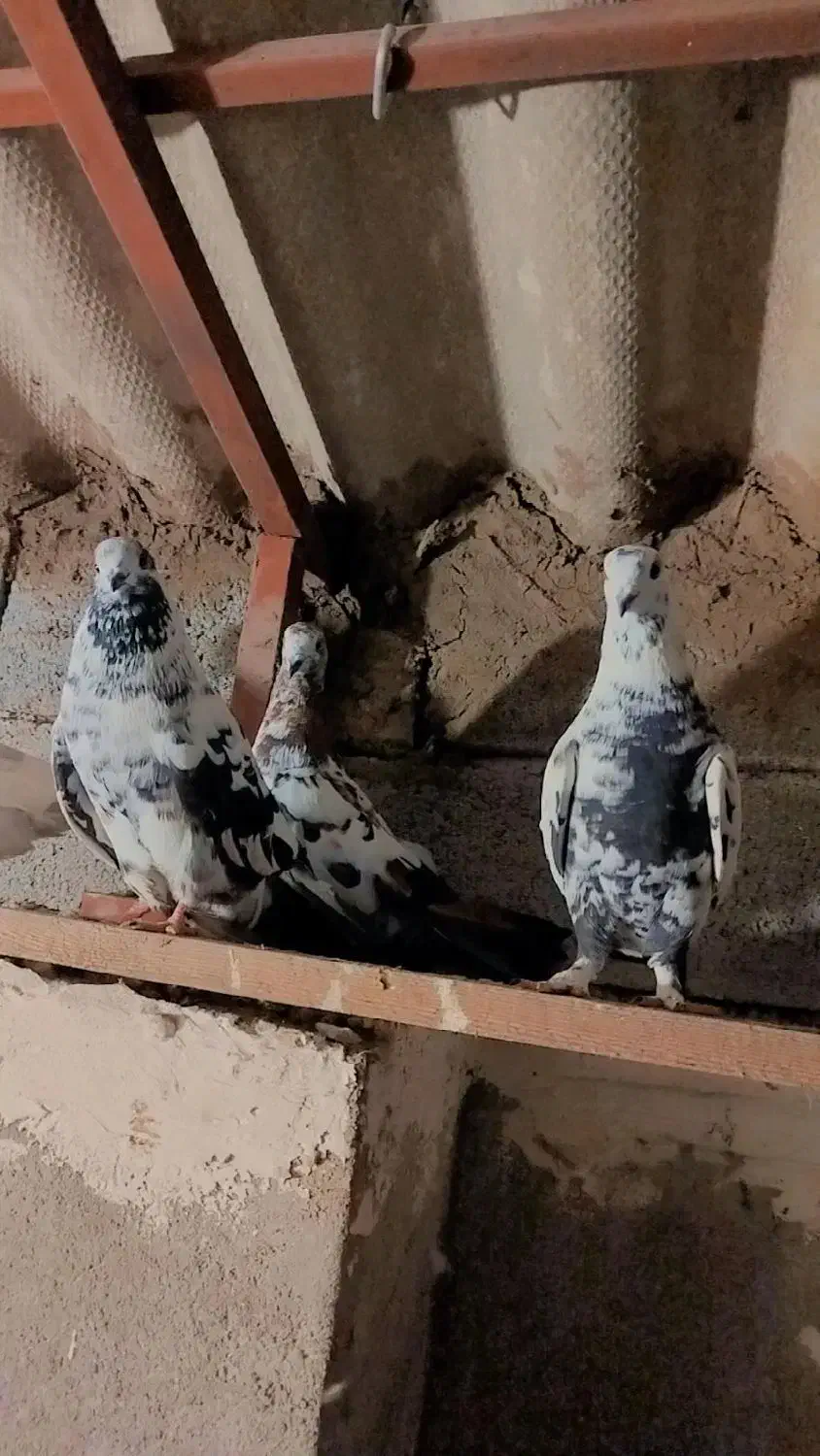 کفتر تهرانی|پرنده|خرم‌آباد (تنکابن), |دیوار