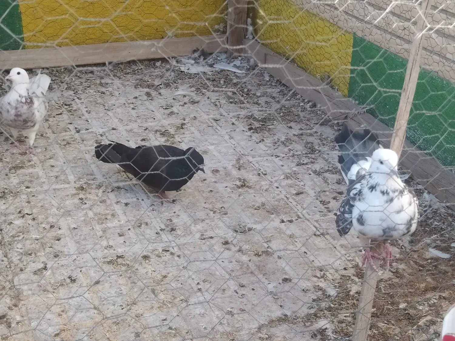 کفتر کبوتر|پرنده|فلاورجان, |دیوار