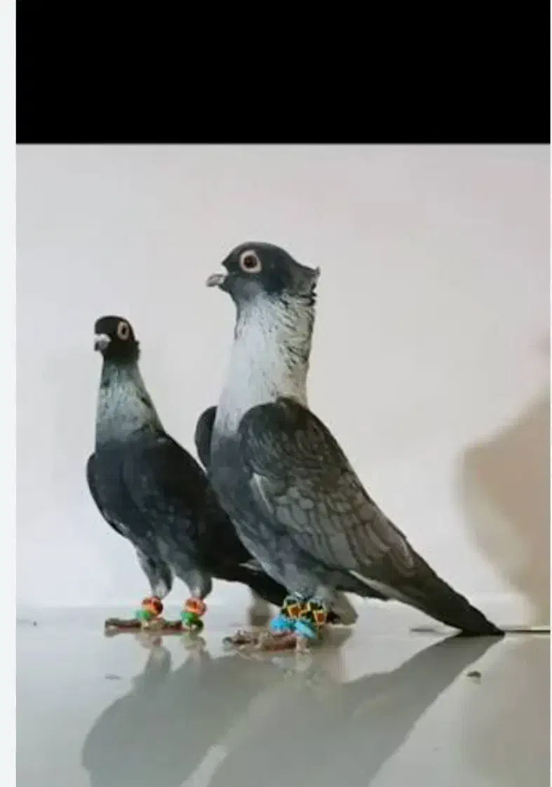 نقره ای کاکلی گمشده|پرنده|نیشابور, کوی فرهنگیان|دیوار