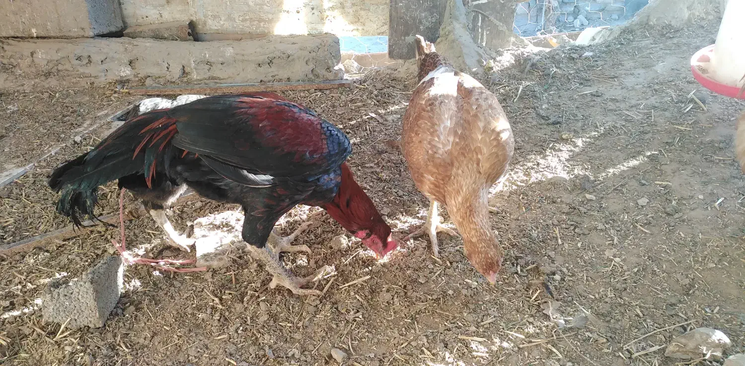 یک عدد خروس محلی یک عدد خروس لاری و دو مرغ لاری|پرنده|قوچان, |دیوار