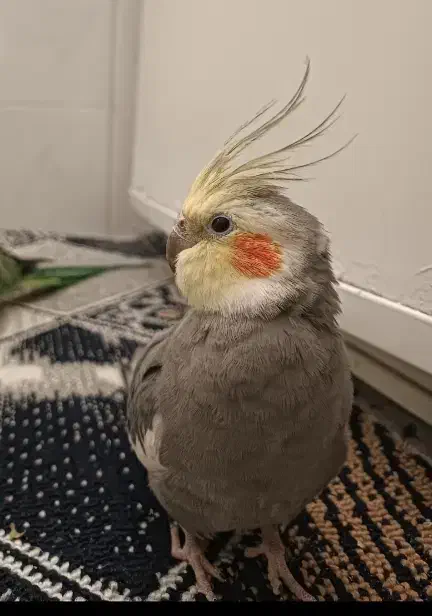 عروس طوطی گم شده|پرنده|قزوین, |دیوار