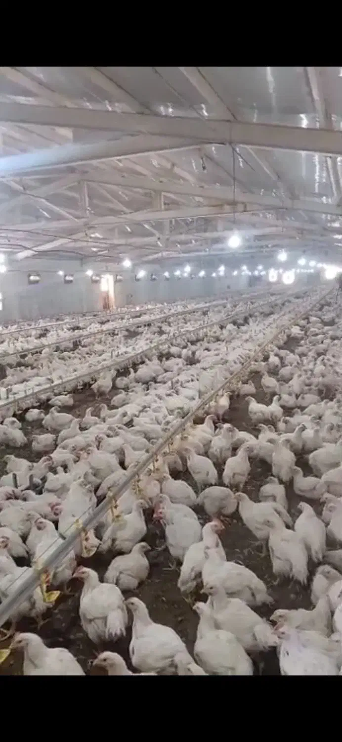 استخدام|استخدام صنعتی، فنی، مهندسی|سقز, |دیوار