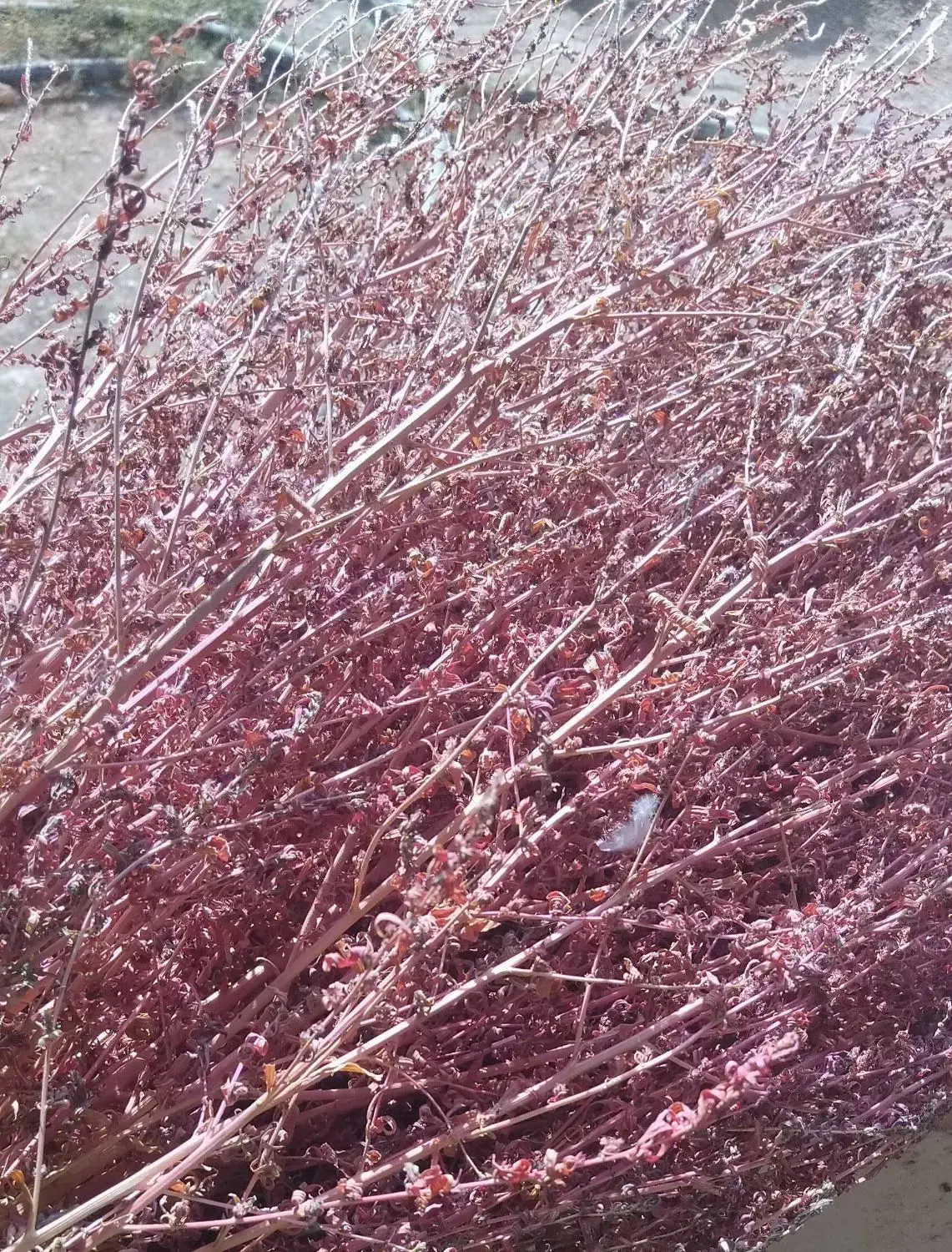 دو خاور جاروی محلی|لوازم نظافت|اسفراین, |دیوار