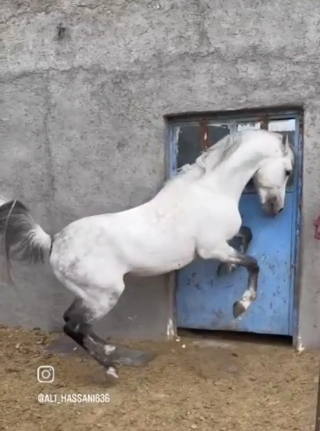 اسب کره جادو|اسب و تجهیزات اسبسواری|کرمان, |دیوار