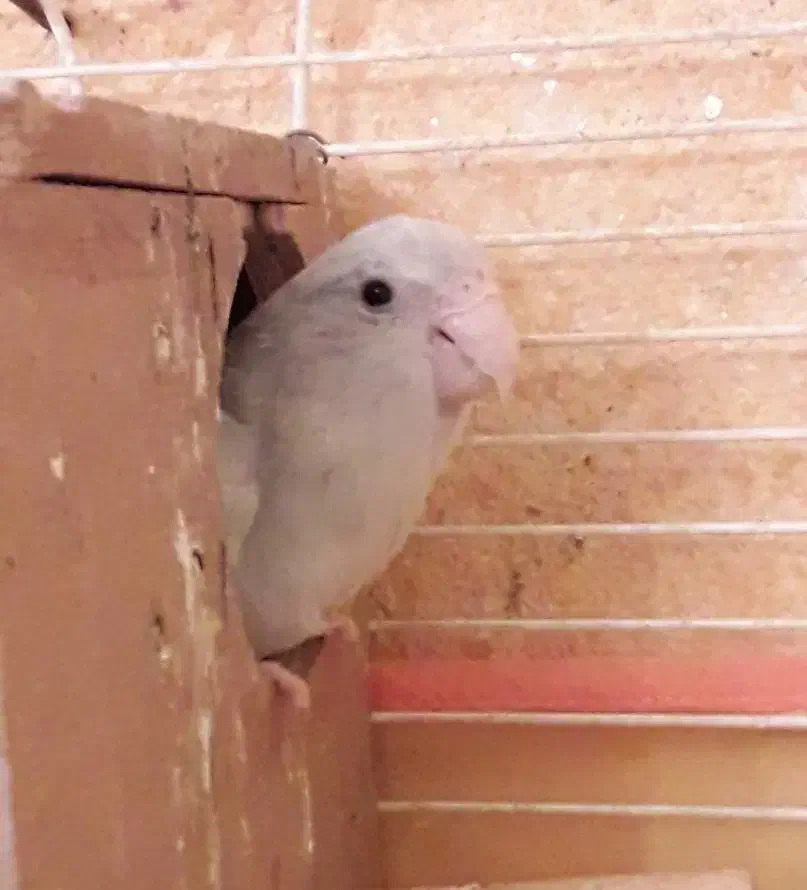 طوطی پروتلت آمریکن وایت(سفید) ماده بالغ وآماده جفت|پرنده|قائمشهر, |دیوار