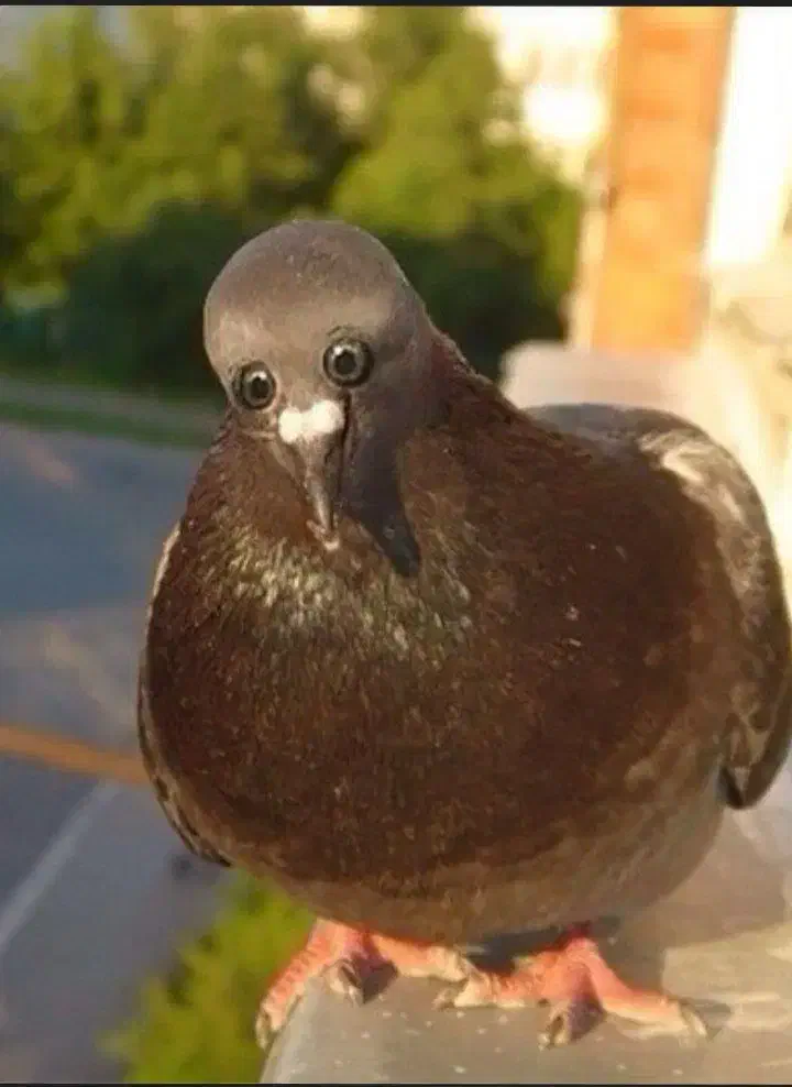 طوطی گم کردم|حیوانات|کرمان, |دیوار