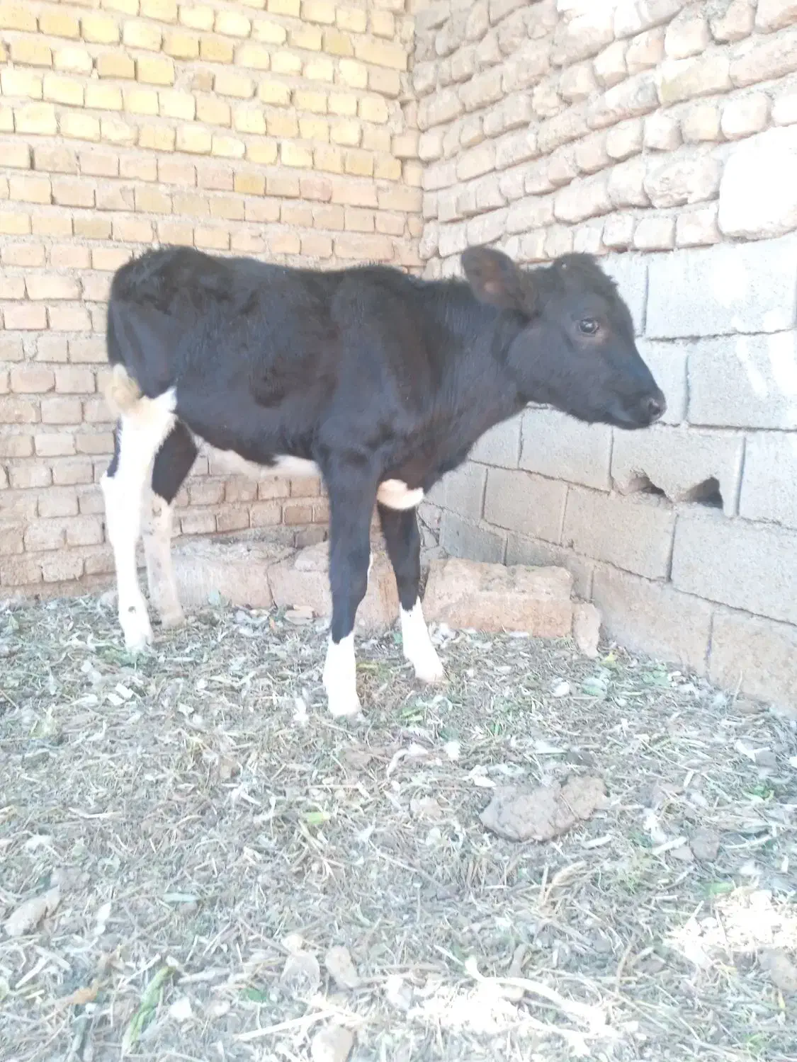 گوساله|حیوانات مزرعه|تهران, گیشا|دیوار