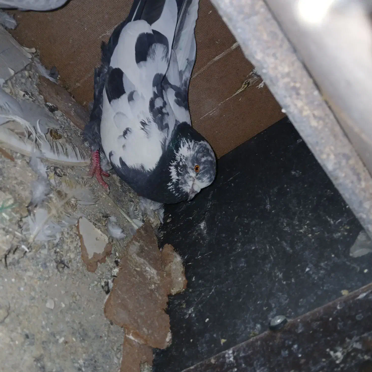 کفتر سرور.شازده آتیشی 10 جفت معاوضه با موتورمزاید|پرنده|نسیمشهر, |دیوار