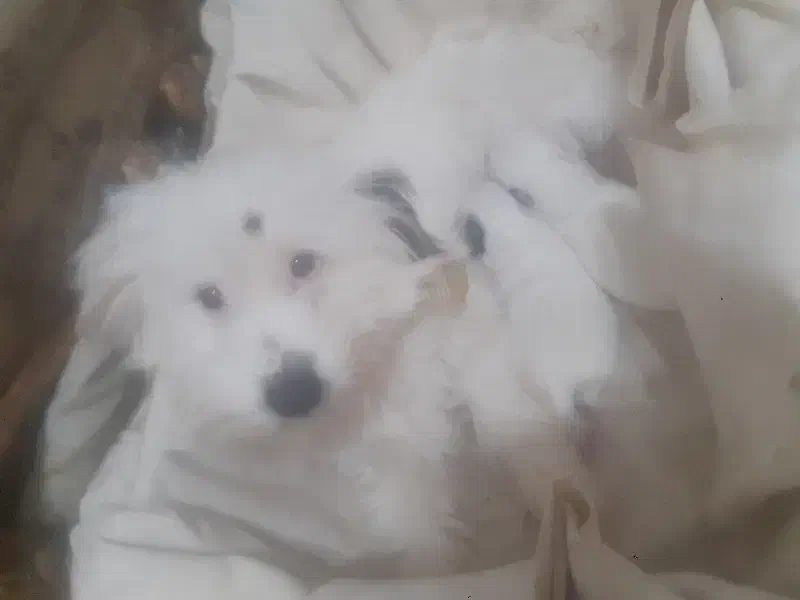 فروش سگ شیتزو و توله سگ شیتزو|سگ|اهواز, کوی باهنر|دیوار