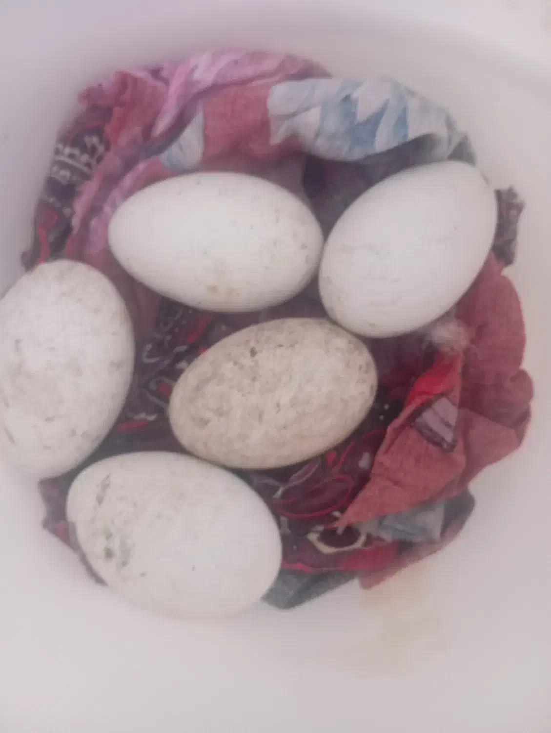 تخم غاز|حیوانات مزرعه|پارس‌آباد, |دیوار