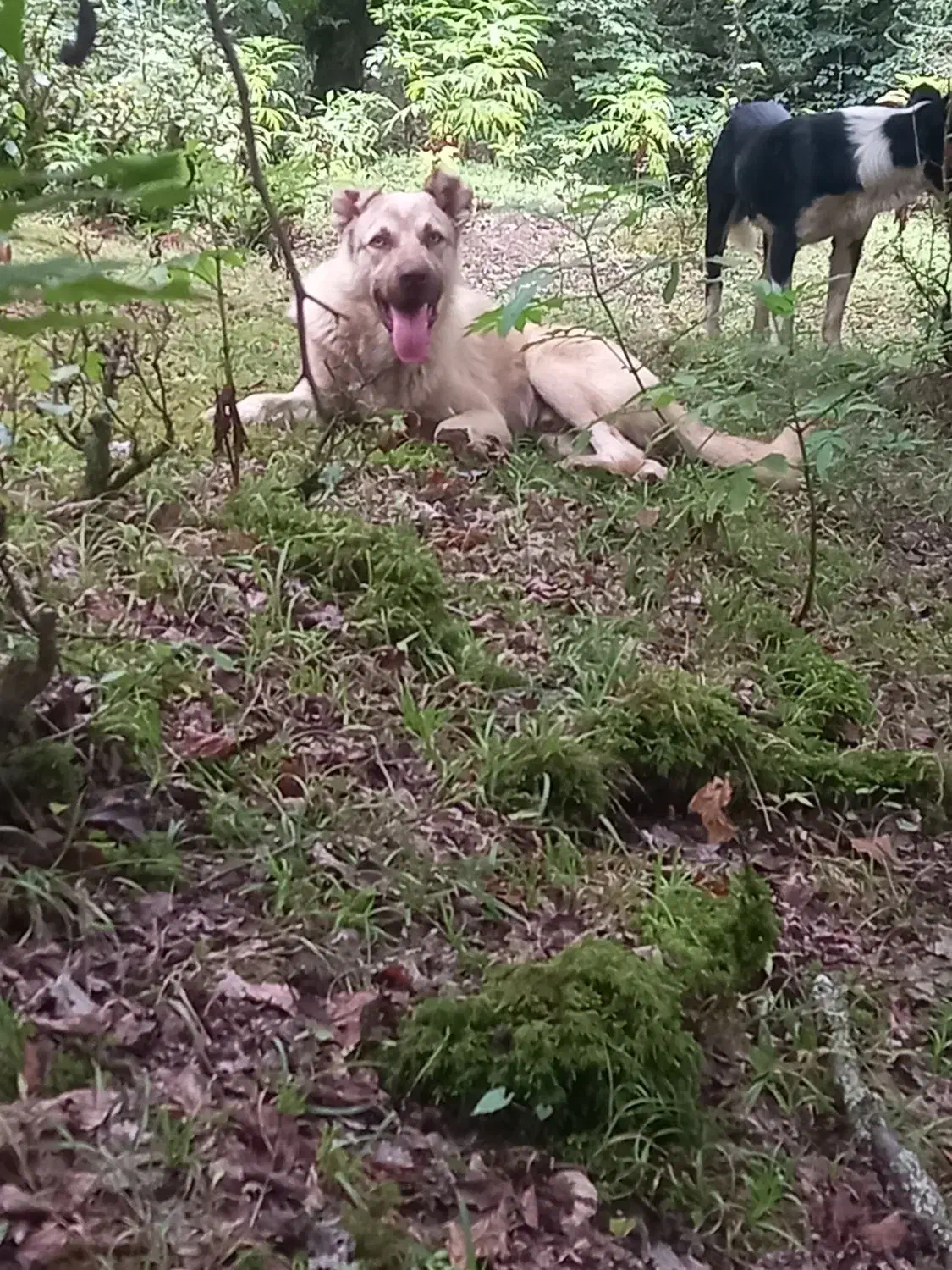 سگ گالشی واسه مال گالشی خوبه|سگ|اطاقور, |دیوار