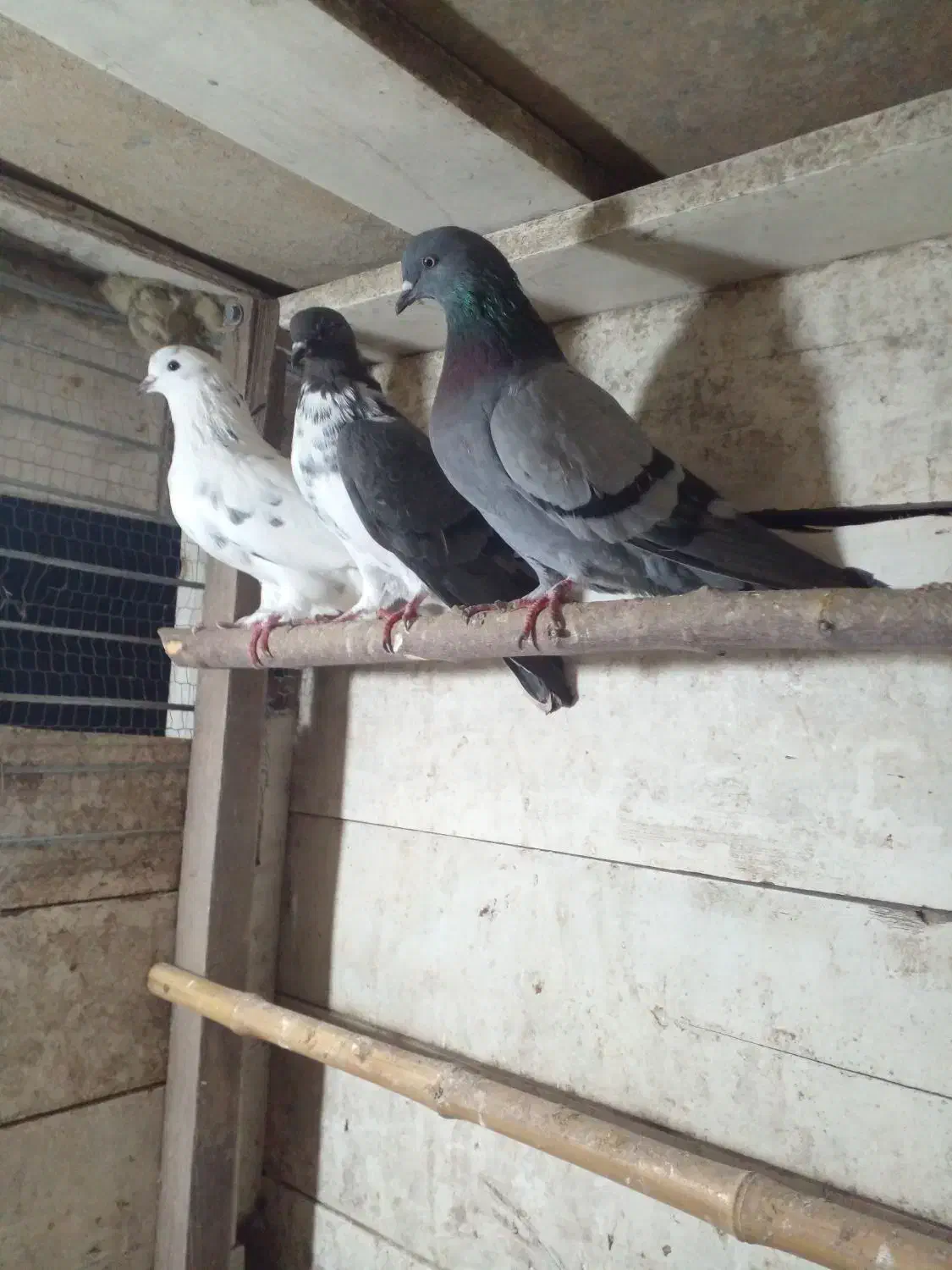 کبوتر پرشی|پرنده|رودسر, |دیوار