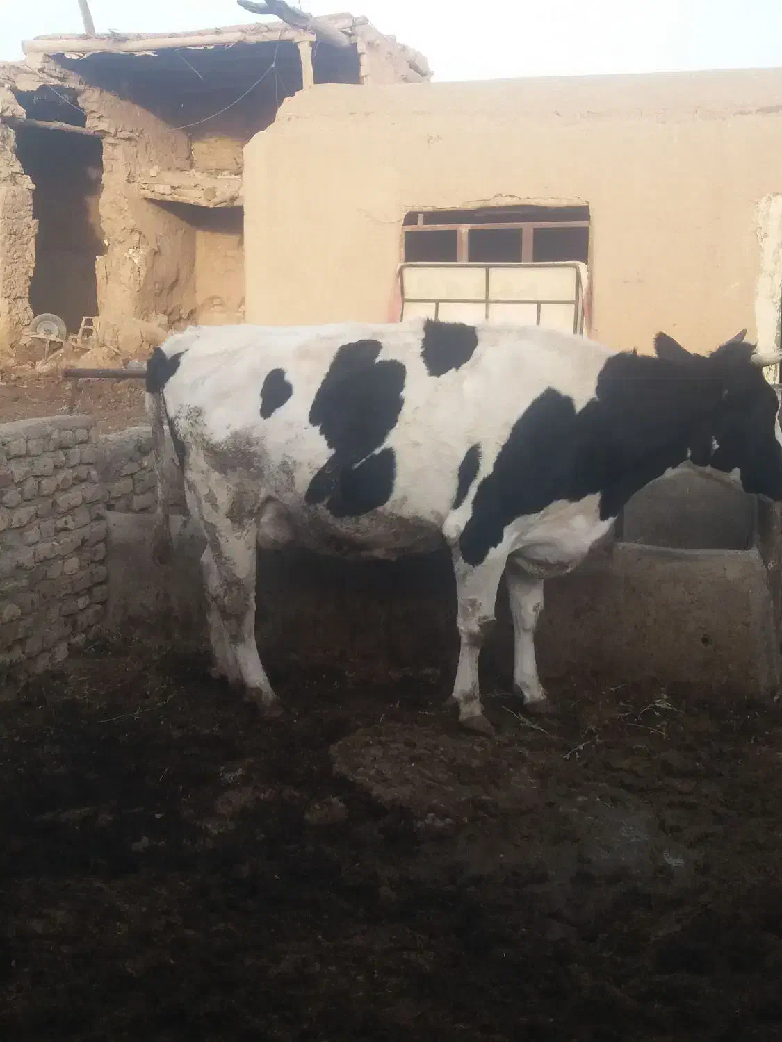 دوعدد گاو شیری هلشتاین و یک عدد گوساله ماده|حیوانات مزرعه|دشتابی, |دیوار