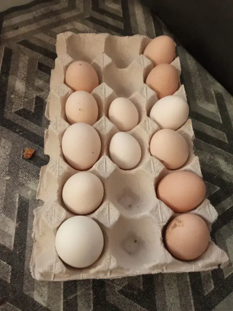 جوجه|حیوانات مزرعه|یزد, |دیوار