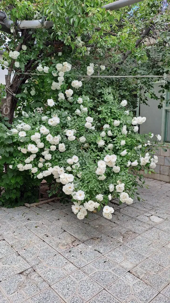 ۱۵۰ متر ویلایی حیاط دار|اجارهٔ خانه و ویلا|خلخال, |دیوار