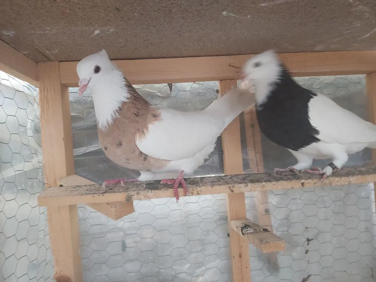 کفتر پرشی طوقی مسافتی فروشی|پرنده|آمل, |دیوار